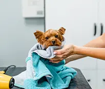 Pet-Clean-300-300.webp