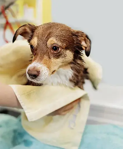 Pet Towel -JUHAO